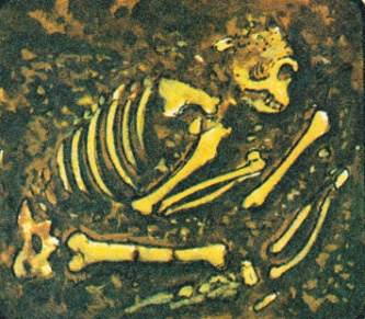 скелет неандертальца рисунок